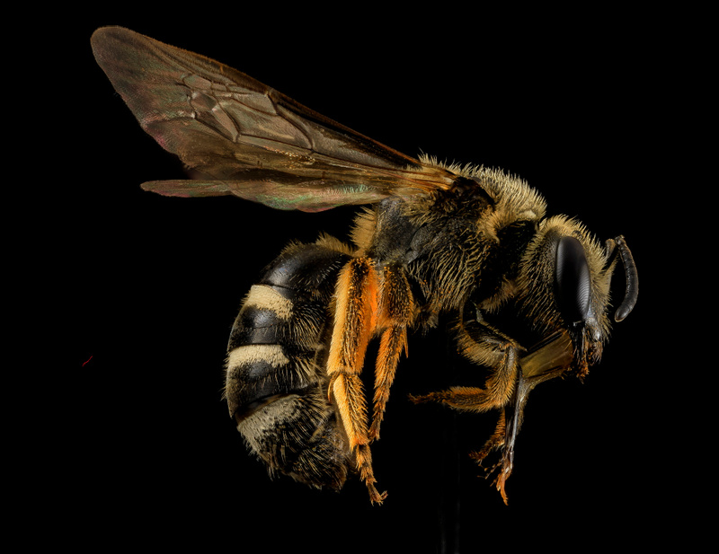 Lasioglossum coriaceum, a bee found in the Indiana Dunes National Lakeshore.